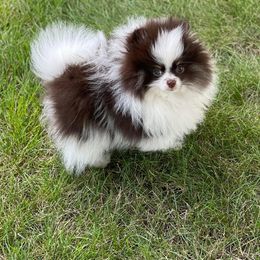 Pomeranian Puppies from Purdy Pomeranian Pooches