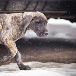 Great Danes from Honi Vale Great Danes