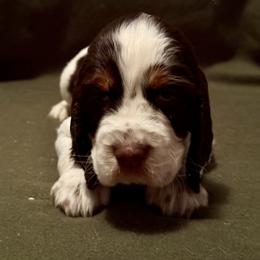 English Springer Spaniel Puppies from Soaring Springers