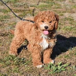 Alakay - Red male Cockapoo puppy in Hopkins, South Carolina from Sugar and Spice Cockapoos
