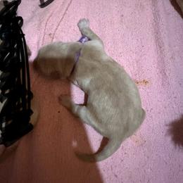 Golden Retriever Puppies from St. Paul Goldens