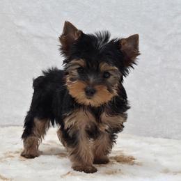 CoCo - Blue and gold male Yorkshire Terrier puppy in Monticello, Iowa from Ashley’s Puppies
