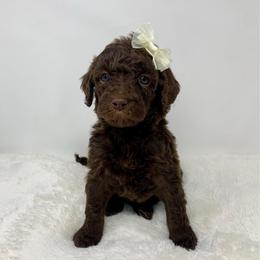 Brooks - Chocolate female Goldendoodle puppy in Calhoun, Georgia from FamilyLoved Doodles