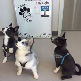 Pomsky Puppies from Ultimate Pomskies LLC