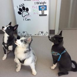 Pomsky Puppies from Ultimate Pomskies LLC