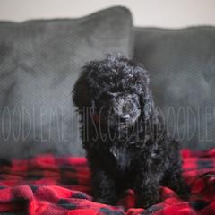 Goldendoodle Puppies from Doodle Me This Goldendoodles