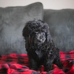 Goldendoodle Puppies from Doodle Me This Goldendoodles