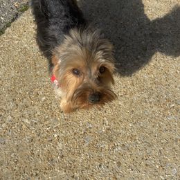 Ella - Yorkshire Terrier