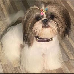 Amari - Shih Tzu