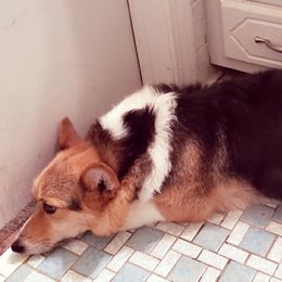 Boston Terriers, Olde English Bulldogges, and Pembroke Welsh Corgis from Smiths Companions