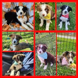 Border Collie Puppies from Lake Ridge Border Collies