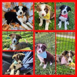 Border Collie Puppies from Lake Ridge Border Collies
