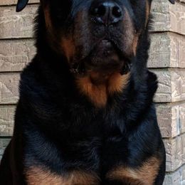 Rottweilers from Joan's Rottweilers