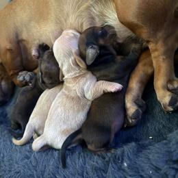 Dachshund puppies from Western Weens
