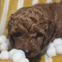 Bean - Red  male Poodle puppy in Seminole, Oklahoma from TruPoodles, Oklahoma AKC Mini poodles