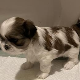 Girl one - Brindle and white female Shih Tzu puppy in Fountain, Florida from Simply Shih Tzu