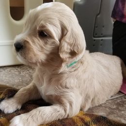 Goldendoodle Puppies from Masondixondoodles