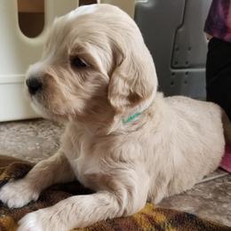 Goldendoodle Puppies from Masondixondoodles