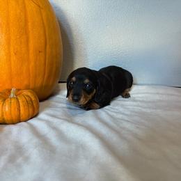 Boy 3 - Black and tan male Dachshund puppy in Modesto, California from Torres Dachshunds