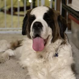 Darcy - Saint Bernard