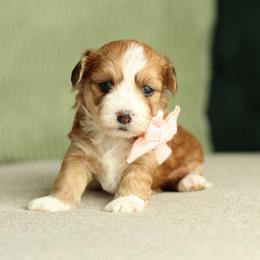 Paris - Red sable female Havapoo puppy in Eagle Mountain, Utah from Lady Paws Puppies