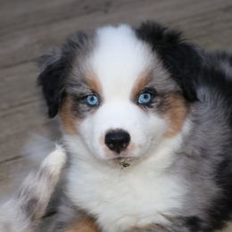 Miniature American Shepherd Puppies from Eagles Landing Miniature American Shepherds