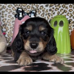 Pilgrim - Black and cream male Dachshund puppy in Floresville, Texas from Muddy River Dachshunds