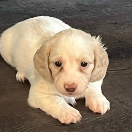 Pearl - Cream female Dachshund puppy in Massachusetts from Honey Bee Dachshunds