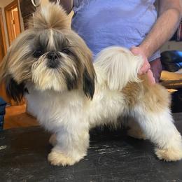 Baby - Shih Tzu