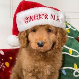 Ginger Ale - Red  female Goldendoodle puppy in Beecher, Illinois from Erica’s Doodles