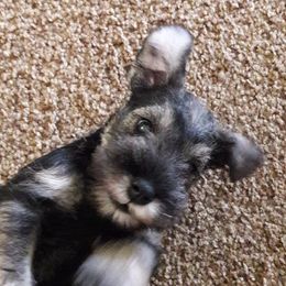 Miniature Schnauzer Puppies from Starbound Miniture Schnauzer's