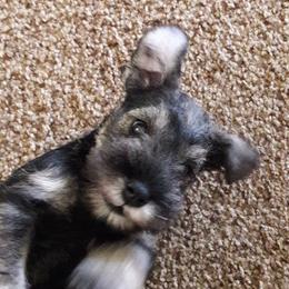 Miniature Schnauzer Puppies from Starbound Miniture Schnauzer's