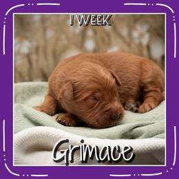 Grimace - Dark golden male Golden Retriever puppy in Driggs, Idaho from SK Golden Retrievers