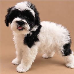 Bandit 6 weeks - Parti male Miniature Schnauzer puppy in Lumberton, Texas from 1 Smart Choice Schnauzers Babies