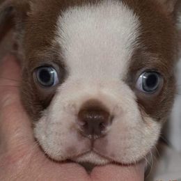 Boston Terriers from Bryn's AKC Bostons