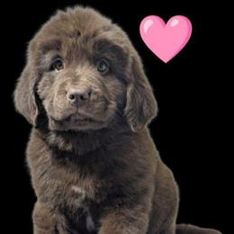 Female 2 - Brown female Newfoundland puppy in Burfordville, Missouri from Umfleet Farms