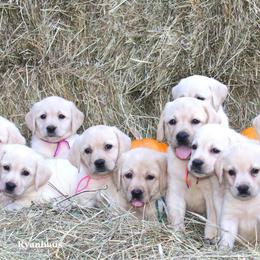 Labrador Retriever puppies from Ryanhaus Kennel