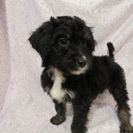 Aussiedoodle, Australian Shepherd, and Poodle Puppies from Kay Kay's Pupper Patch