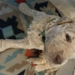 Goldendoodle, Schnoodle, and Sheepadoodle Puppies from Dood Ranch