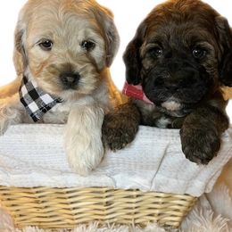 Australian Labradoodle Puppies from Cajun Land Doodles