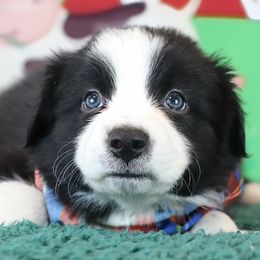 Klaus - Black and white male Border Collie puppy in Franklin, Maine from Broad Meadow Borders