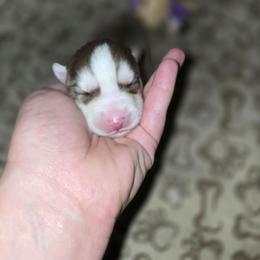 Boy 4 - Red and white male Siberian Husky puppy in Kansas City, Missouri from Anuun's Huskies