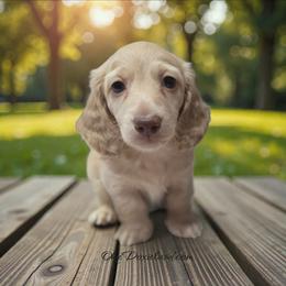 Polar - Cream male Dachshund puppy in Oklahoma City, Oklahoma from OkieDoxieland Dachshunds
