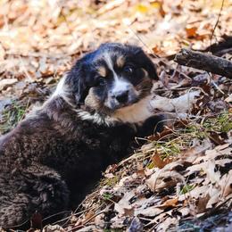 Willow - Black tri-color female Australian Shepherd puppy in Silex, Missouri from Small Town Australian Shepherds