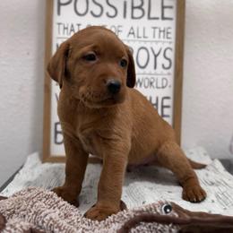 Kristoff - Yellow male Labrador Retriever puppy in Carlsbad, New Mexico from ECMO Farm Dalmatians & Labrador Retrievers