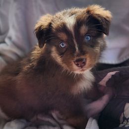 RTF2 - Red tri-color female Australian Shepherd puppy in Sunbright, Tennessee from Laudrick Aussies
