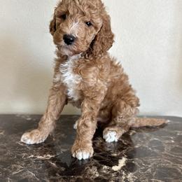 Goldendoodle and Poodle All Grown Up from Wischmeier’s Doodles
