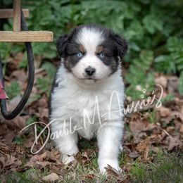 Aussiedoodle and Australian Shepherd Puppies from Double M Aussies