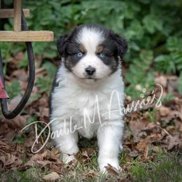 Aussiedoodle and Australian Shepherd Puppies from Double M Aussies