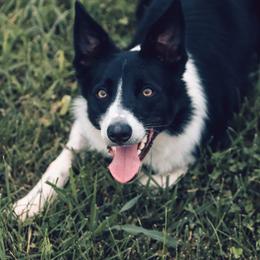 Border Collies from RockIt Border Collies